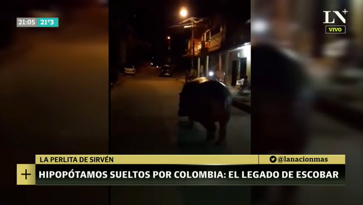 La herencia de Pablo Escobar: 50 hipopótamos sueltos en las calles de Colombia