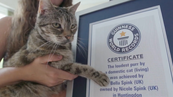 Bella the cat shatters Guinness World Record for loudest purr