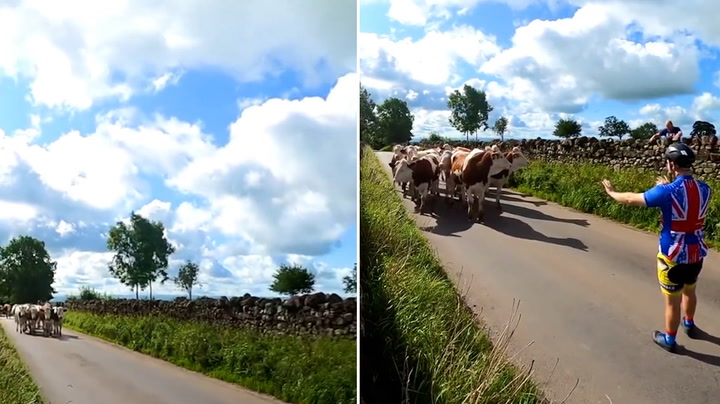 Quick-thinking cyclist stops herd of cows escaping as helpless farmer chases them'