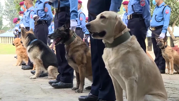 Proud dogs get recognition at Central Police Dog Training School in Nepal