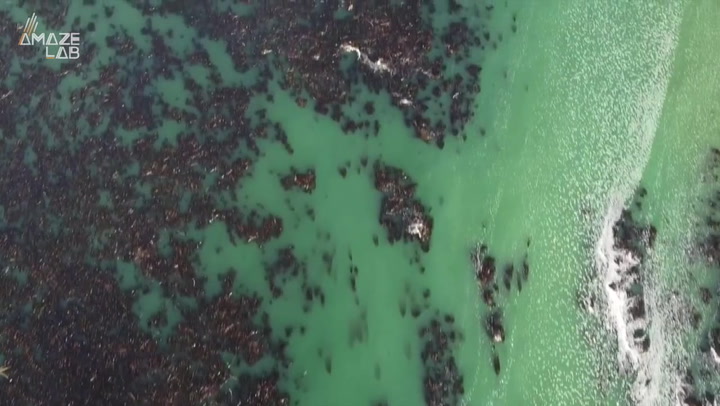 Drones help researchers protect California's kelp population