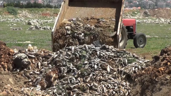 More than 40 tonnes of dead fish wash up next to polluted lake