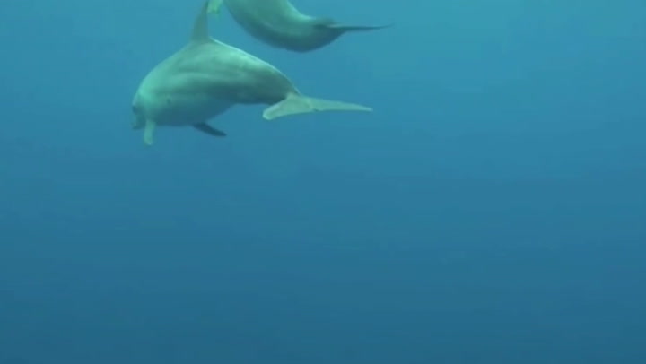 Graban en Japón a un delfín bostezando