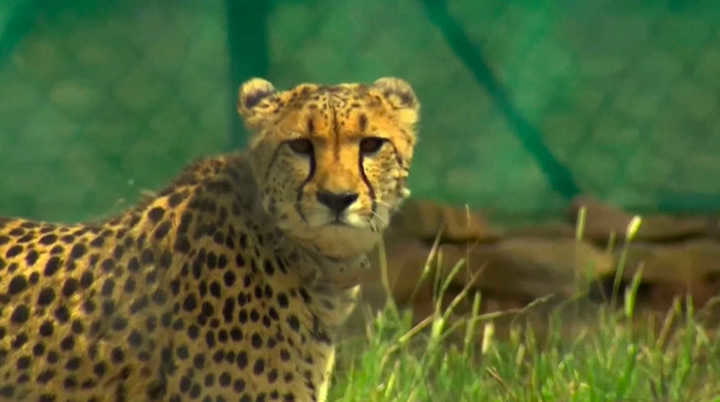 India acoge de nuevo a los guepardos, 70 años después de que se extinguieran