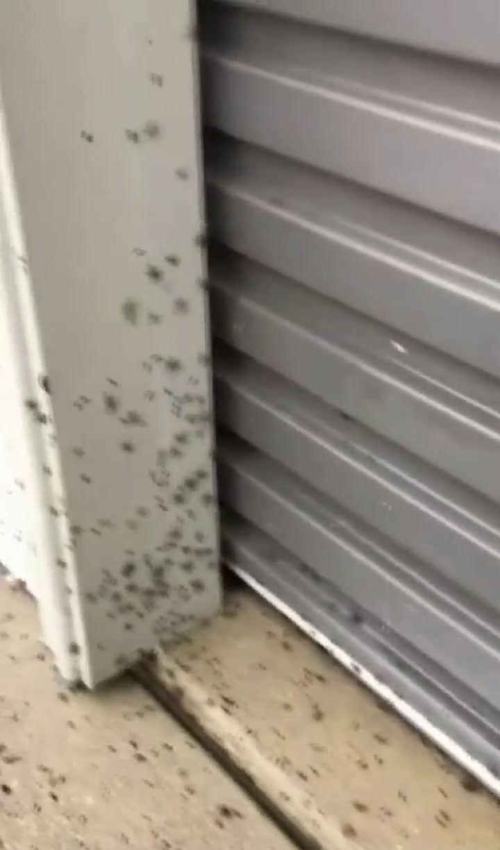 Miles de arañas intentan escapar luego de una inundación
