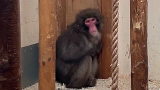 Runaway monkey settles back into enclosure at Highland Wildlife Park