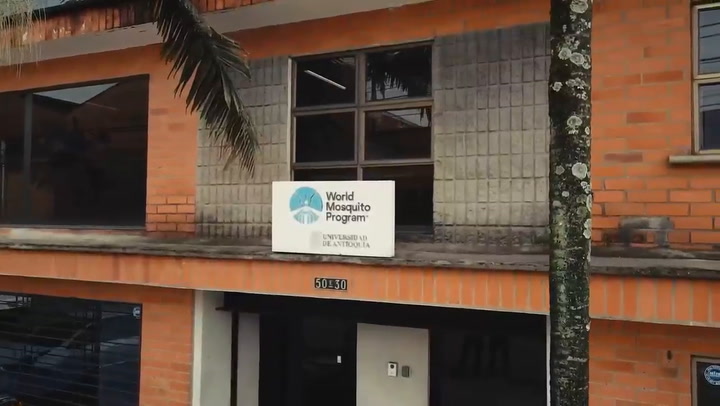 La fábrica de mosquitos' instalada en Medellín para controlar el vector difusor del dengue