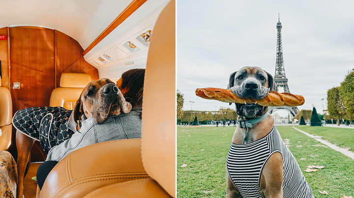 Couple charter private jet to fly Great Dane across the world