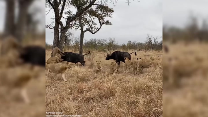 Buffalo herd flings lion into the air as they rescue bull from pride attack Lifestyle Independent TV