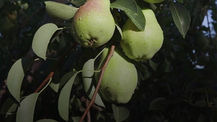 How to Get Pear and Apple Trees to Produce More Fruit