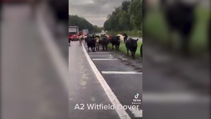 Cows stampede down A-road in Kent