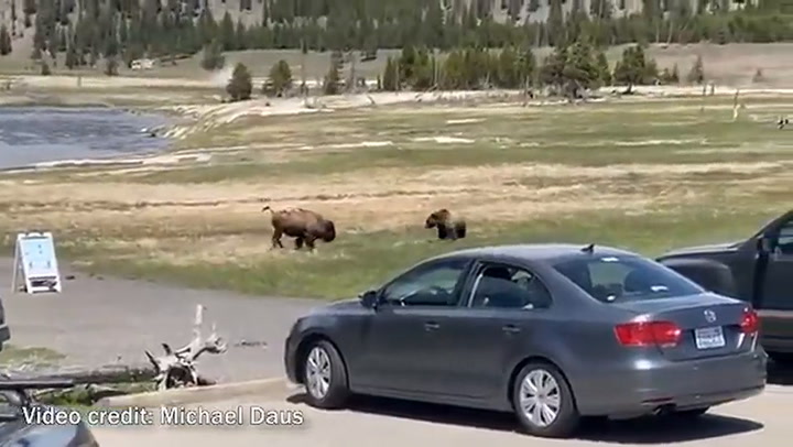 La pelea a muerte de un oso grizzly y un bisonte en Yellowstone - Fuente: Billings Gazette