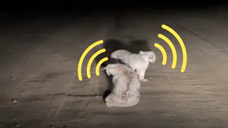 Listen to two screaming lynx have a standoff in the middle of the road