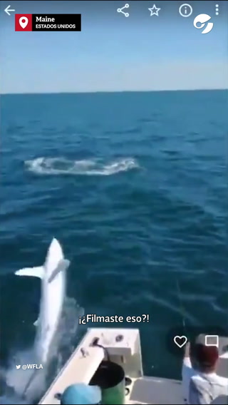 Tiburón de dos metros aterrizó sobre la cubierta de un barco