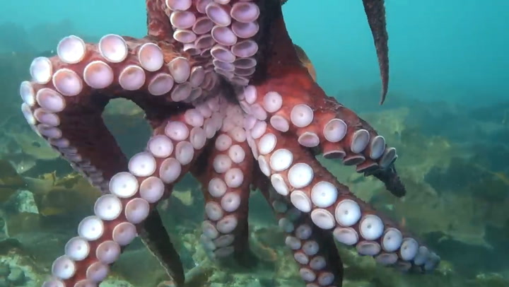 Octopus 'hugs' Canadian diver, giving close-up view of suckers