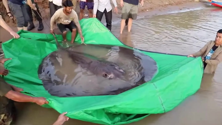 World's largest freshwater fish has been caught in Cambodia