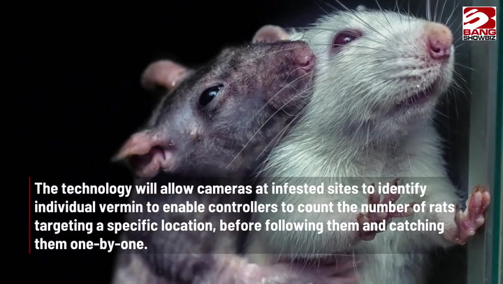 Pest controllers to use facial recognition to catch rats