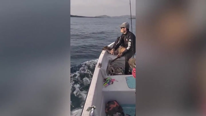 Exhausted deer pulled out to sea rescued by passing boat