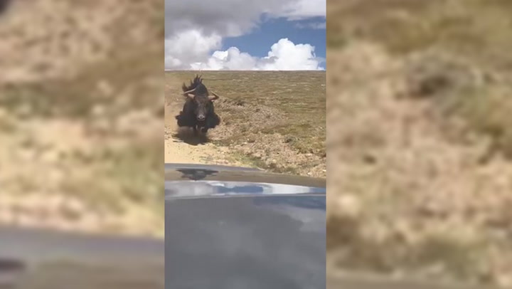 Wild yak chases away car as terrified driver reverses in Tibet