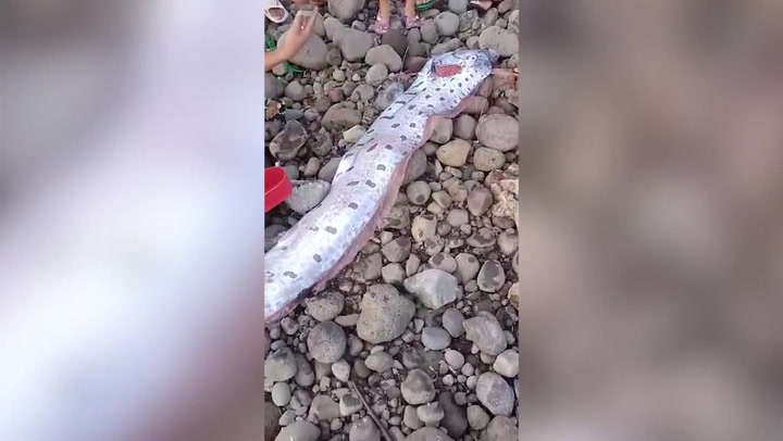 Rare 5ft long 'doomsday fish' washes ashore on Philippines coast