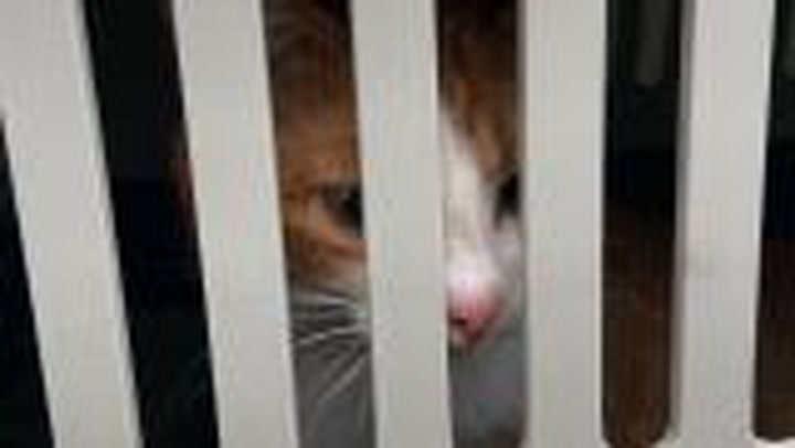 Cats rescued from Ukraine heading to D.C.