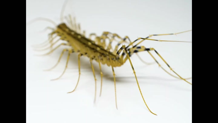 Here's Why You Should Never Kill a House Centipede | Family Handyman