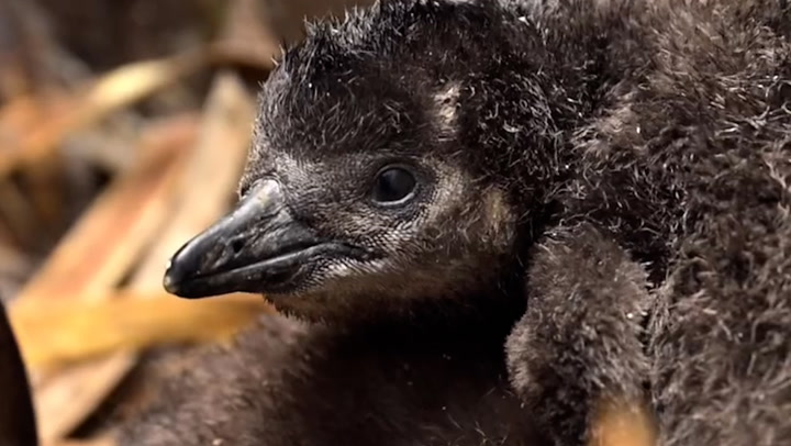 UK wildlife park welcomes three new rare African penguin chicks