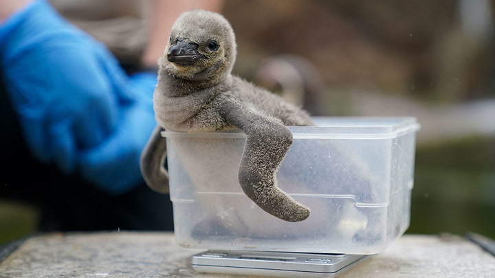 Humboldt penguin chick born at wildlife park in Staffordshire