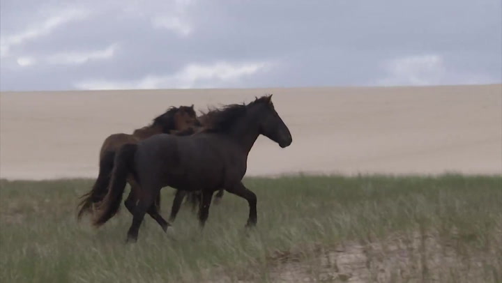 HOW HUNDREDS OF WILD HORSES FARED AS FIONA ROCKED SABLE ISLAND