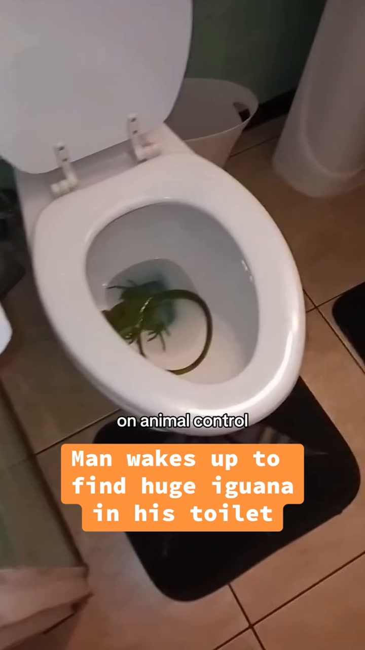 iguana en el baño