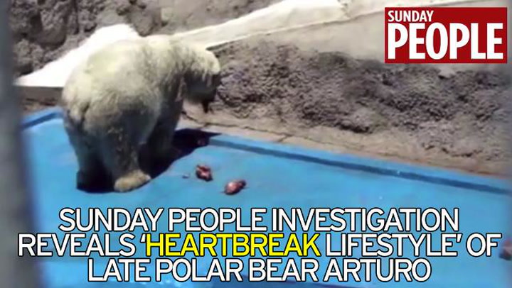 Saddest polar bear on Earth' who sparked global campaign for his freedom  dies in sweltering zoo - World News - Mirror Online