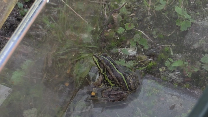 Extinct frog returns to the UK
