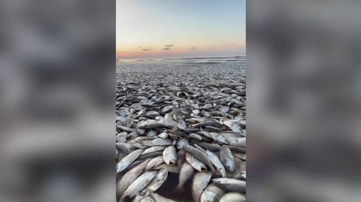 Thousands of dead fish wash ashore along Texas beaches