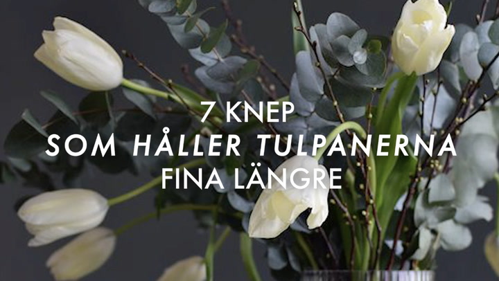Se även: 7 knep som håller tulpanerna fina längre