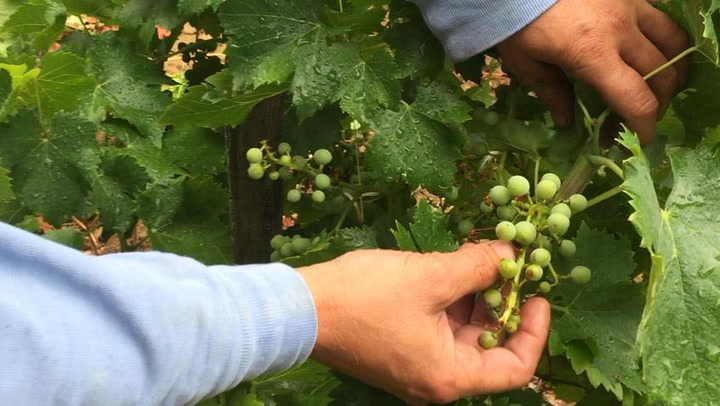 Understanding Shatter: Talking Coulure at Domaine La Barroche 