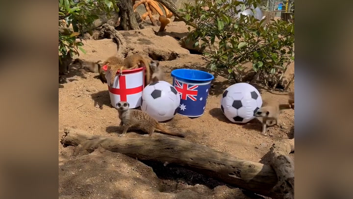 'Mystic Meerkats' predict winner of England vs Australia semi-final