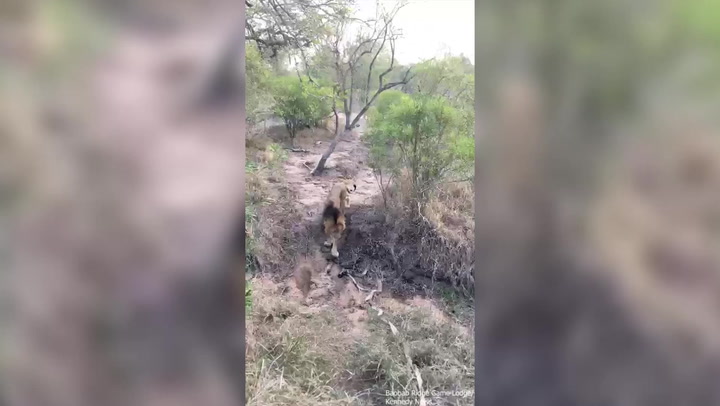 Lion plays tug of war with jeep full of tourists