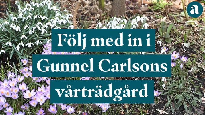 Följ med in i Gunnel Carlsons vårträdgård