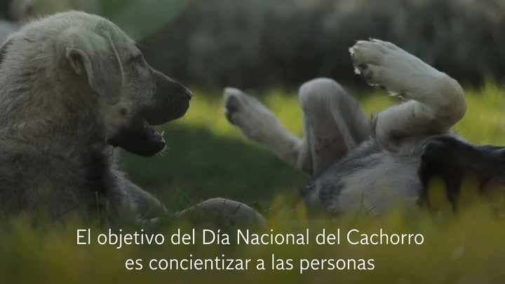 Datos curiosos en el Día Nacional del Cachorro