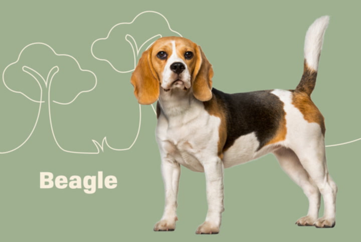 mini beagle puppies