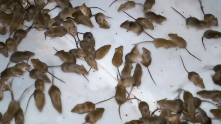 New South Wales farmers are plagued by unfathomable levels of mice