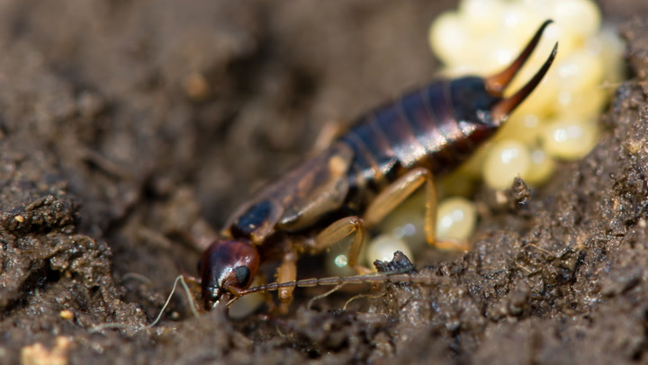 HOW TO GET RID OF EARWIGS BEFORE AND AFTER THEY HATCH
