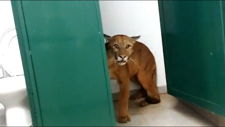Puma captured in bathroom of Brazilian primary school