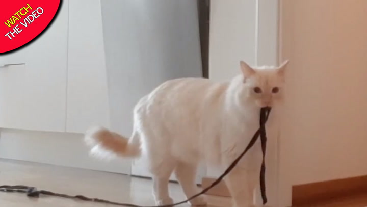 Cat owner ‘can never leave home again’ after rewatching her pet camera