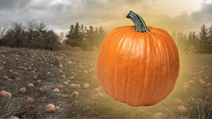 TIPS FOR PICKING THE PERFECT PUMPKIN THIS YEAR