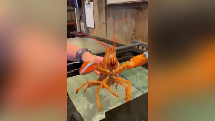 Game of tones: Orange lobster cheats death at Red Lobster restaurant