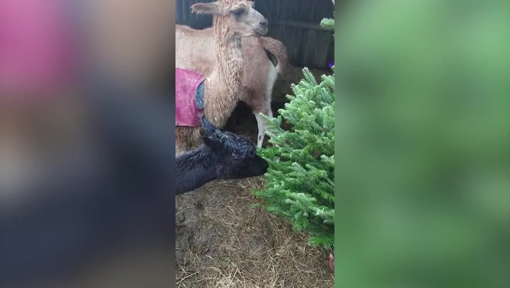Alpacas and llamas snack on Christmas trees in unique recycling program