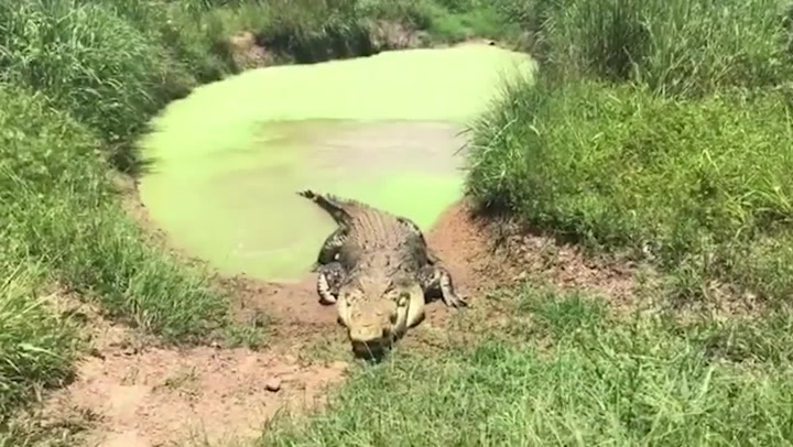 Monster Croc Wrangler nearly eaten alive after 12ft monster leaps out swamp  - World News - Mirror Online