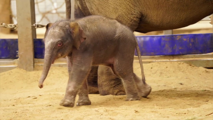 Endangered Asian elephant’s newborn makes first steps in Bedfordshire zoo