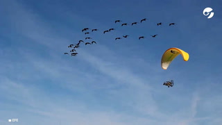 La fascinante migración de Ibis Eremitas tras sus "madres" humanas